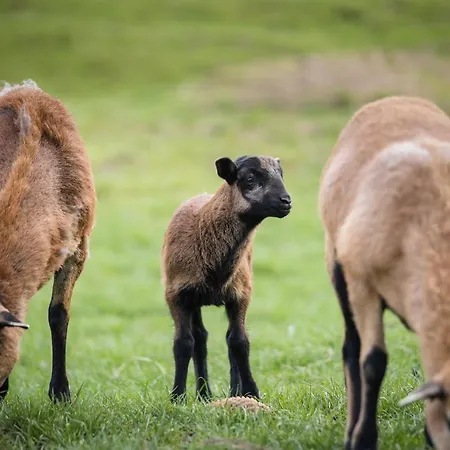 Ferienhaus Caloroczne Danielowa Ostoja-zator,palczowice Zator